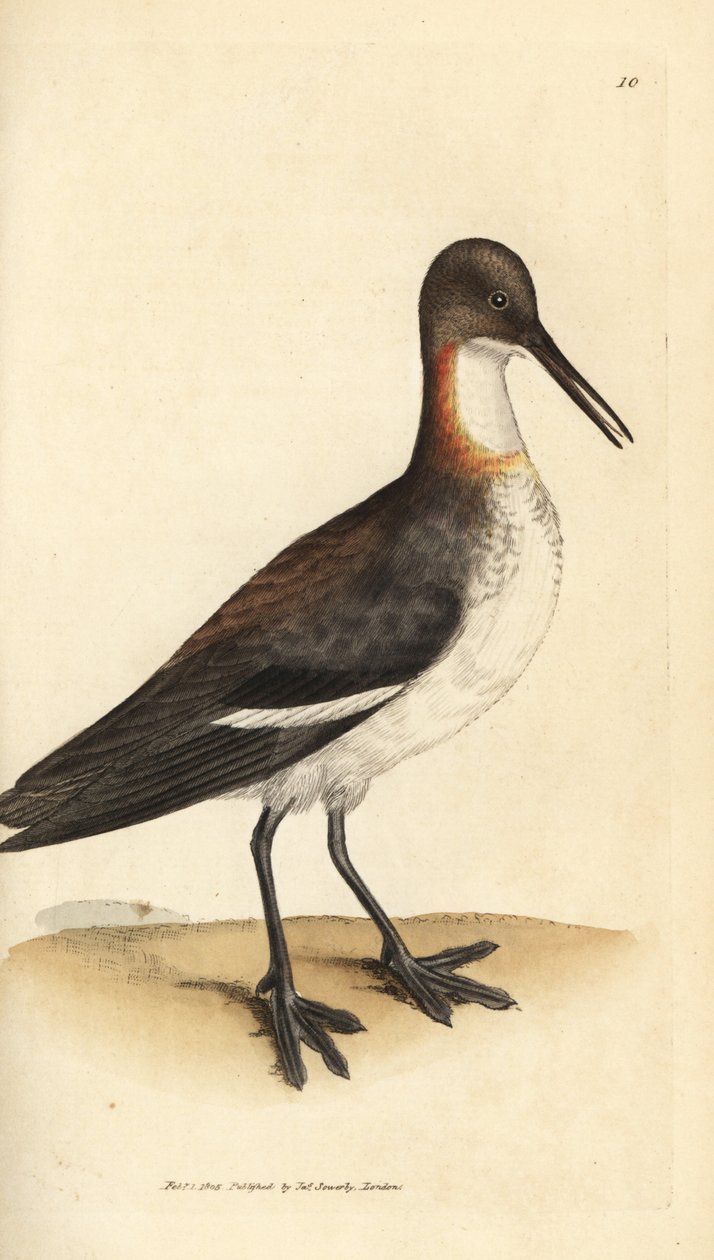 Punakaulainen phalarope, Phalaropus lobatus (Phalaropus hyperboreus). James Sowerbyn käsinvärinen kuparikaiverrus The British Miscellanysta tai värillisiä hahmoja uusista, harvinaisista tai vähän tunnetuista eläimistä. tekijältä James Sowerby