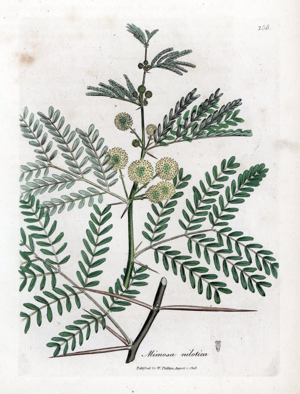 Red Gum - arabikumi, Acacia nilotica. Käsinvärinen kuparilevykaiverrus James Sowerbyn kasvitieteellisestä kuvituksesta William Woodvillesta ja Sir William Jackson Hookerin "" Medical Botany" -teoksesta, John Bohn, Lontoo tekijältä James Sowerby