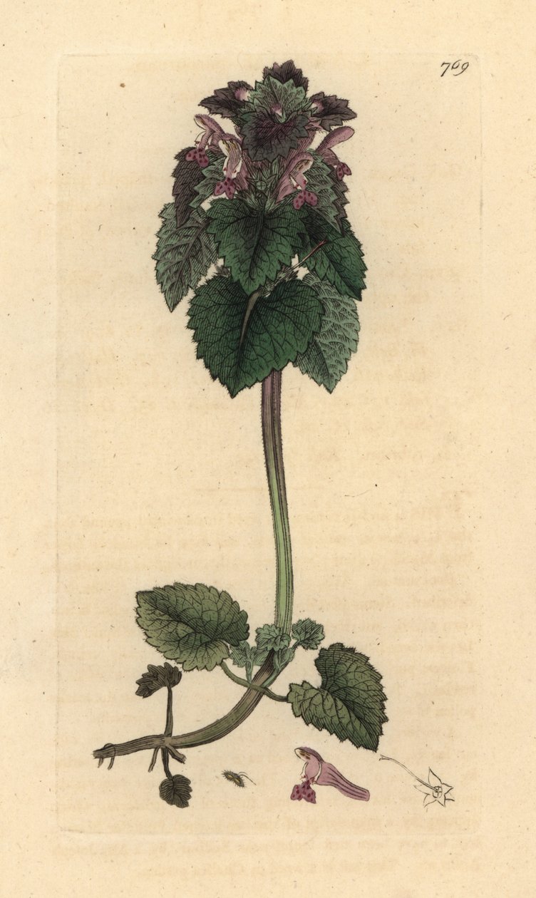 Punainen nokkonen, Lamium purpureum Käsinvärinen kuparikaiverrus James Sowerbyn piirustuksen mukaan James Smithin englantilaiseen kasvitieteeseen tekijältä James Sowerby