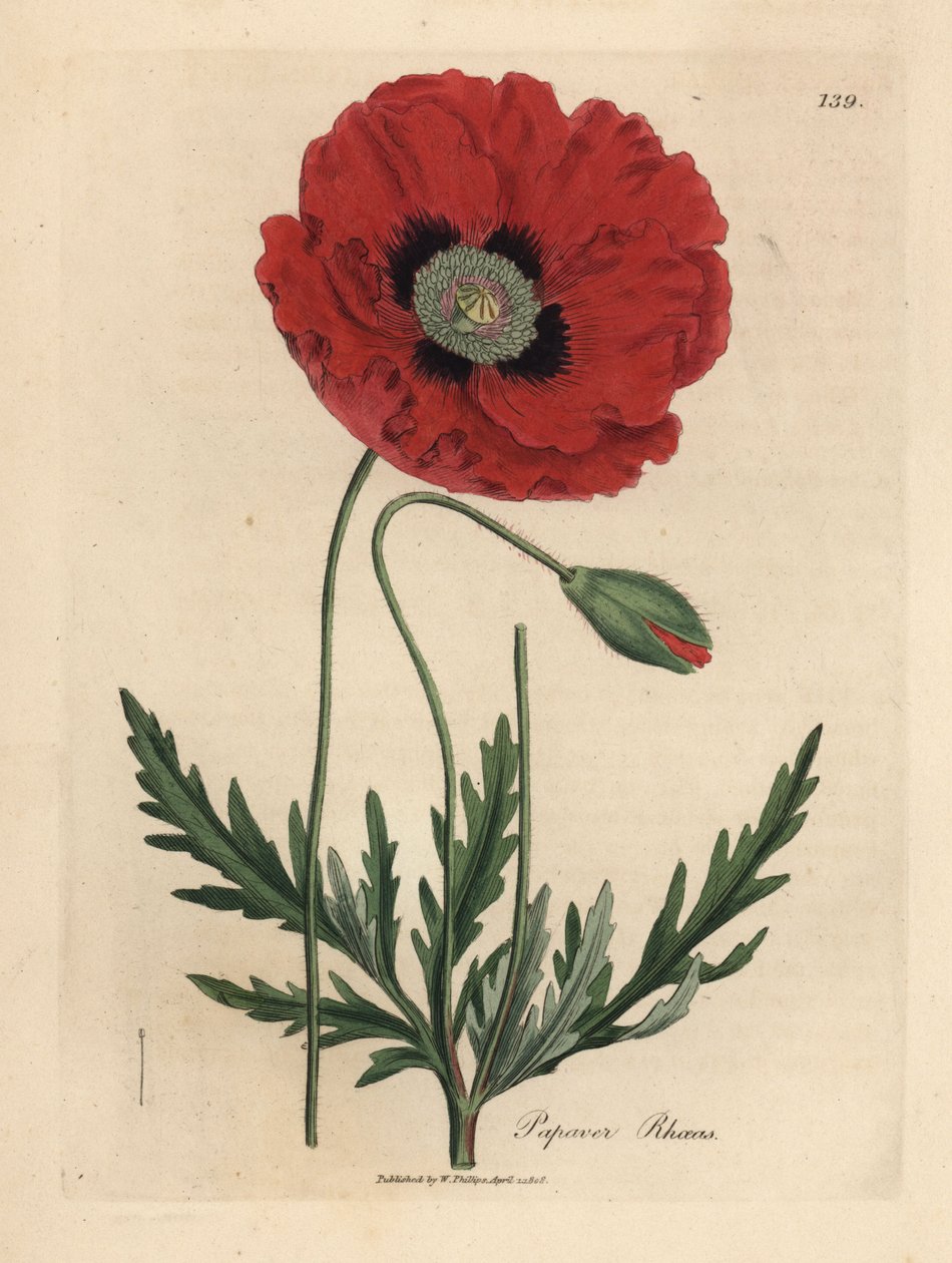 Punainen tai maissi unikko, Papaver rhoeas tekijältä James Sowerby