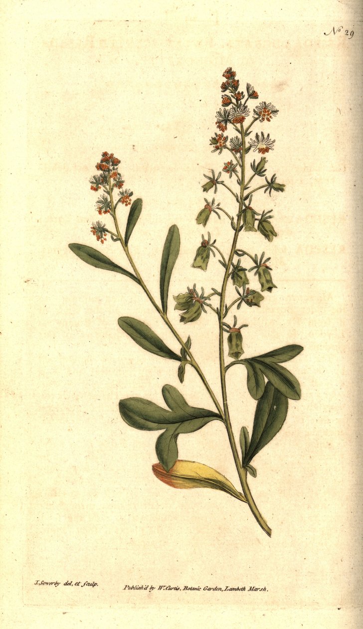 Reseda odorant - Makean tuoksuinen reseda tai mignonette, Reseda odorata. James Sowerbyn käsinvärinen kuparikaiverrus ja kasvitieteellinen kuvitus William Curtisin The Botanical Magazinesta, Lambeth Marsh, Lontoo tekijältä James Sowerby