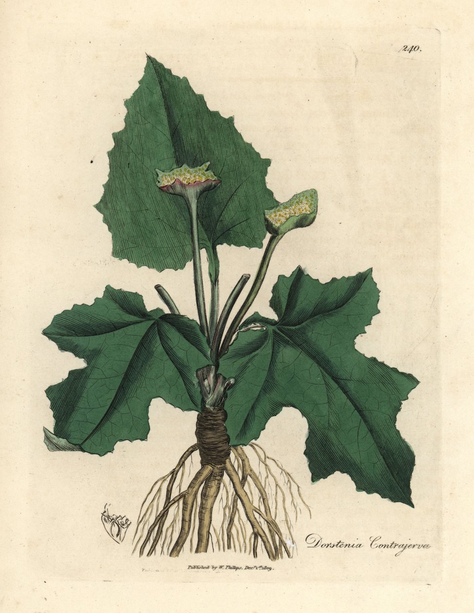 Contrayerva, Dorstenia contrajerva, juuret, juurakot, lehdet ja kukka tekijältä James Sowerby