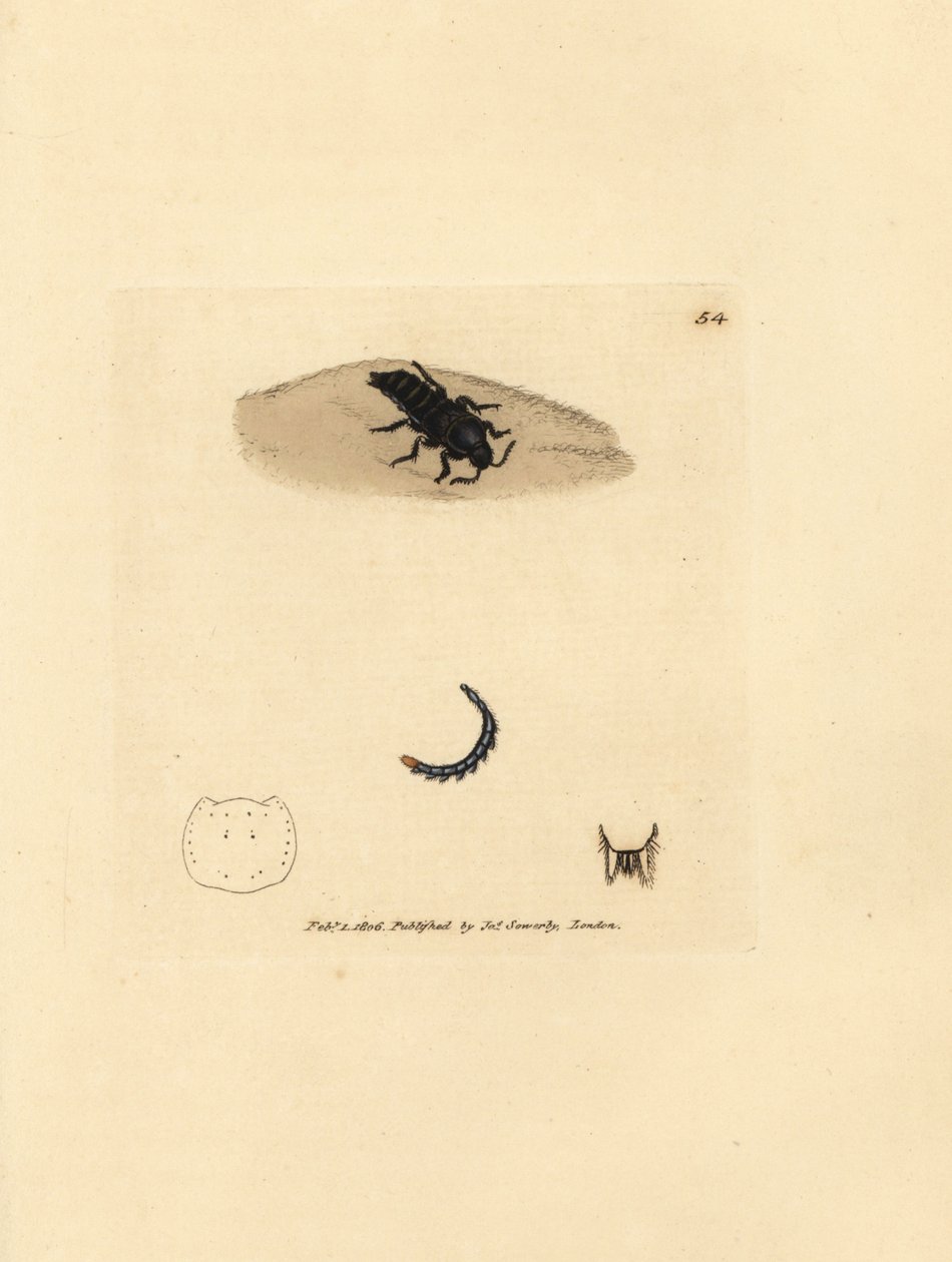 Rove-kuoriainen, Velleius dilatatus (Sahalaitainen Staphylinus, Staphylinus concolor). James Sowerbyn käsinvärinen kuparikaiverrus The British Miscellanysta tai värilliset hahmot uusista, harvinaisista tai vähän tunnetuista eläimistä. tekijältä James Sowerby