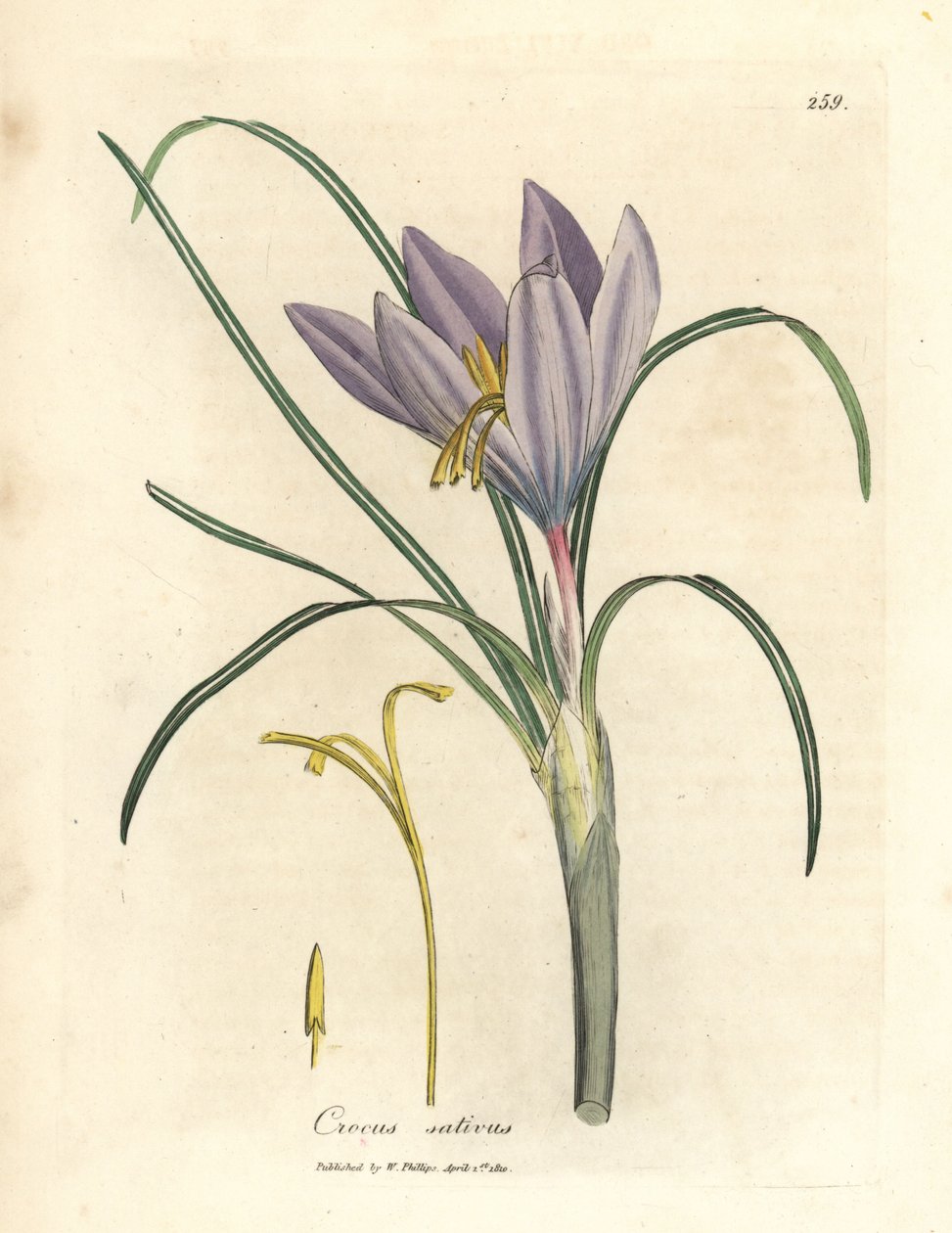 Sahramikrookus, Crocus sativus tekijältä James Sowerby