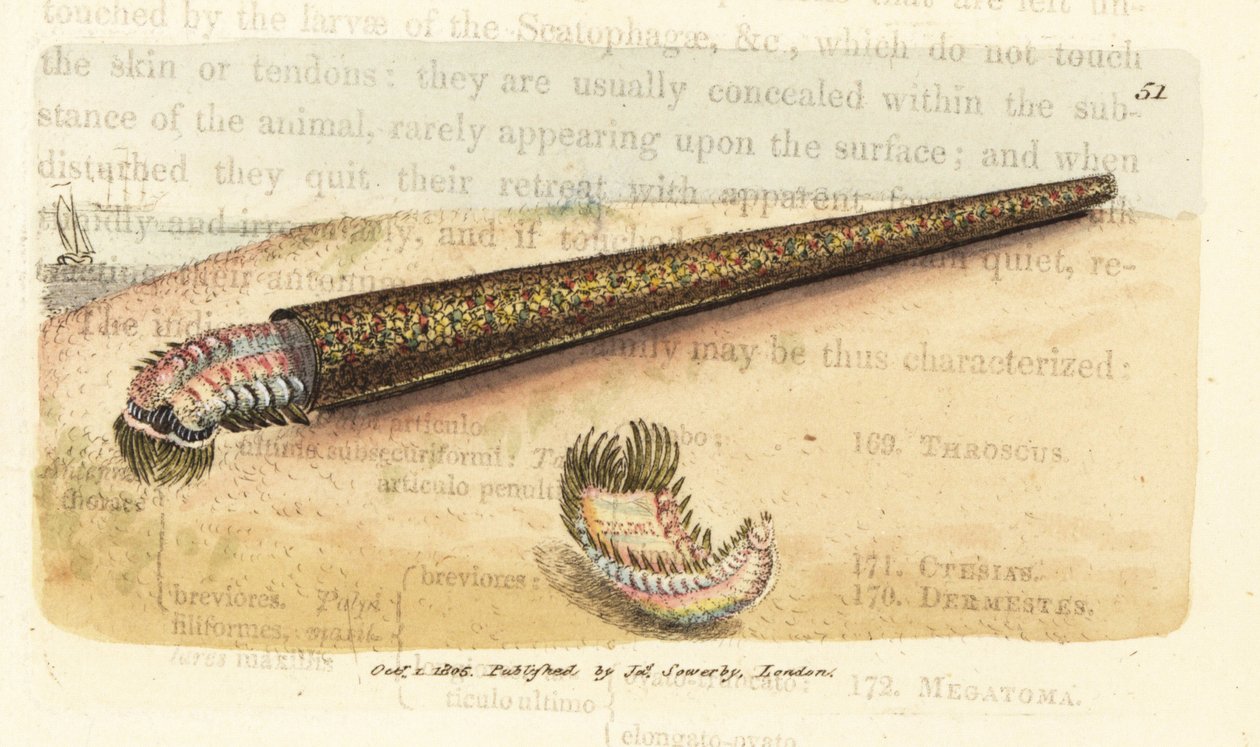 Hiekkaputkenrakennusviuhkamato, Pectinaria belgica (Nereis pectinata). James Sowerbyn käsinvärinen kuparikaiverrus The British Miscellanysta tai värillisiä hahmoja uusista, harvinaisista tai vähän tunnetuista eläimistä. tekijältä James Sowerby