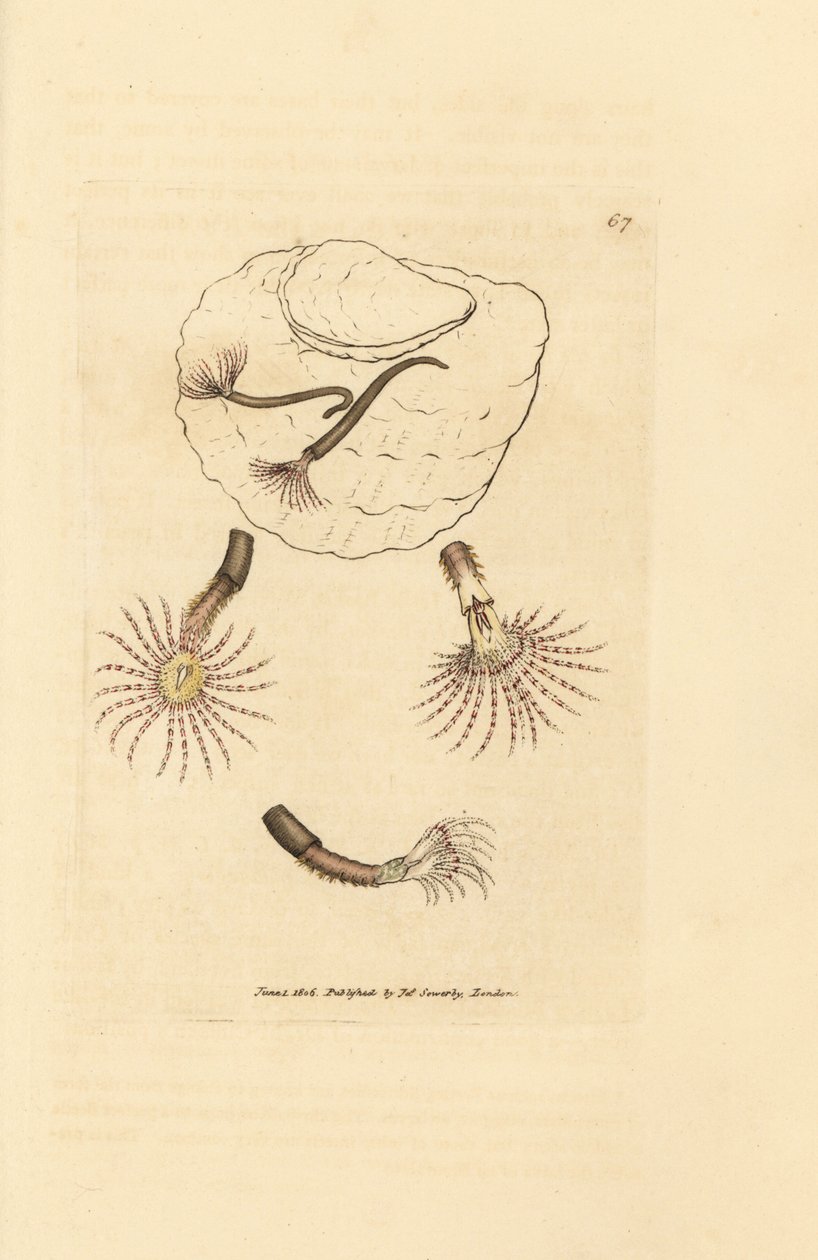 Hiekkamato karmiininpunaisilla tuntoterillä, Amphitrite rosea. James Sowerbyn käsinvärinen kuparikaiverrus The British Miscellanysta tai värillisiä hahmoja uusista, harvinaisista tai vähän tunnetuista eläimistä. tekijältä James Sowerby