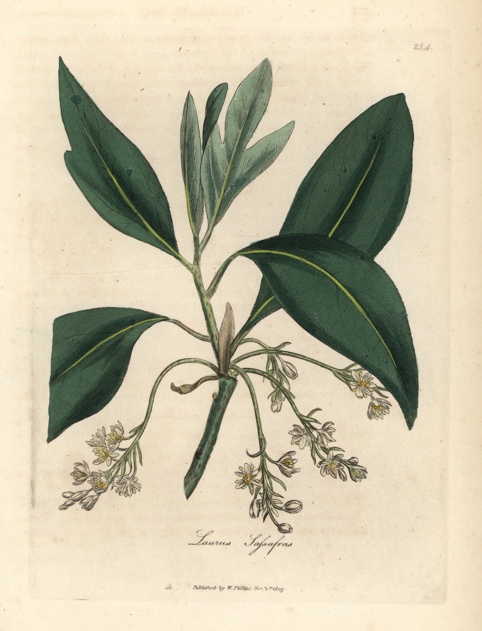 Sassafras puu, Laurus sassafras tekijältä James Sowerby