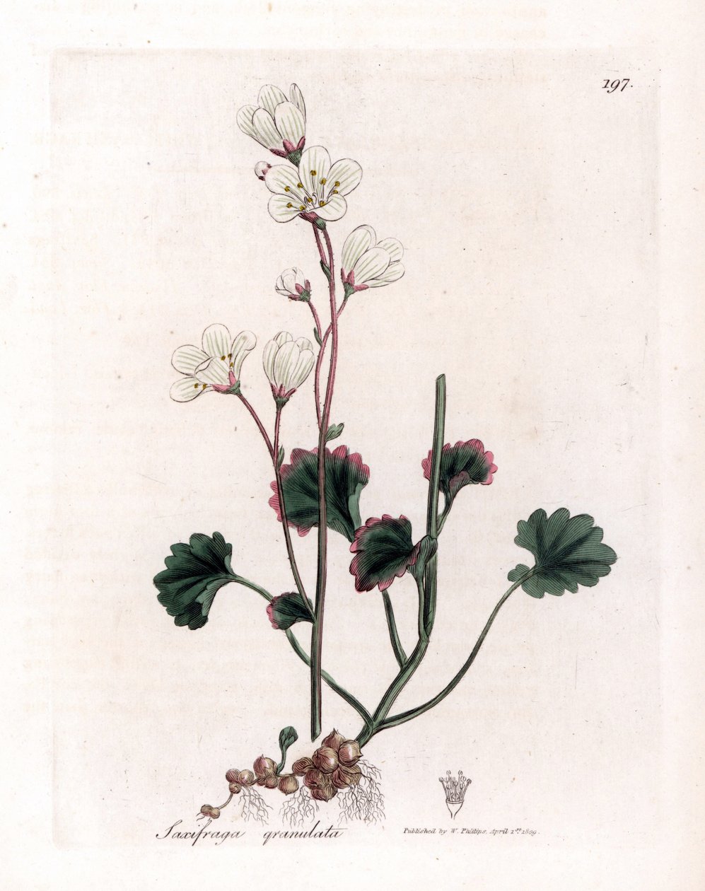 Saxifrage rakeet tai kuplat - Valkoinen saksifrage, Saxifraga granulata. Käsinvärinen kuparilevykaiverrus James Sowerbyn kasvitieteellisestä kuvituksesta William Woodvillesta ja Sir William Jackson Hookerin "" Medical Botany" -teoksesta, John Bohn, Lontoo tekijältä James Sowerby