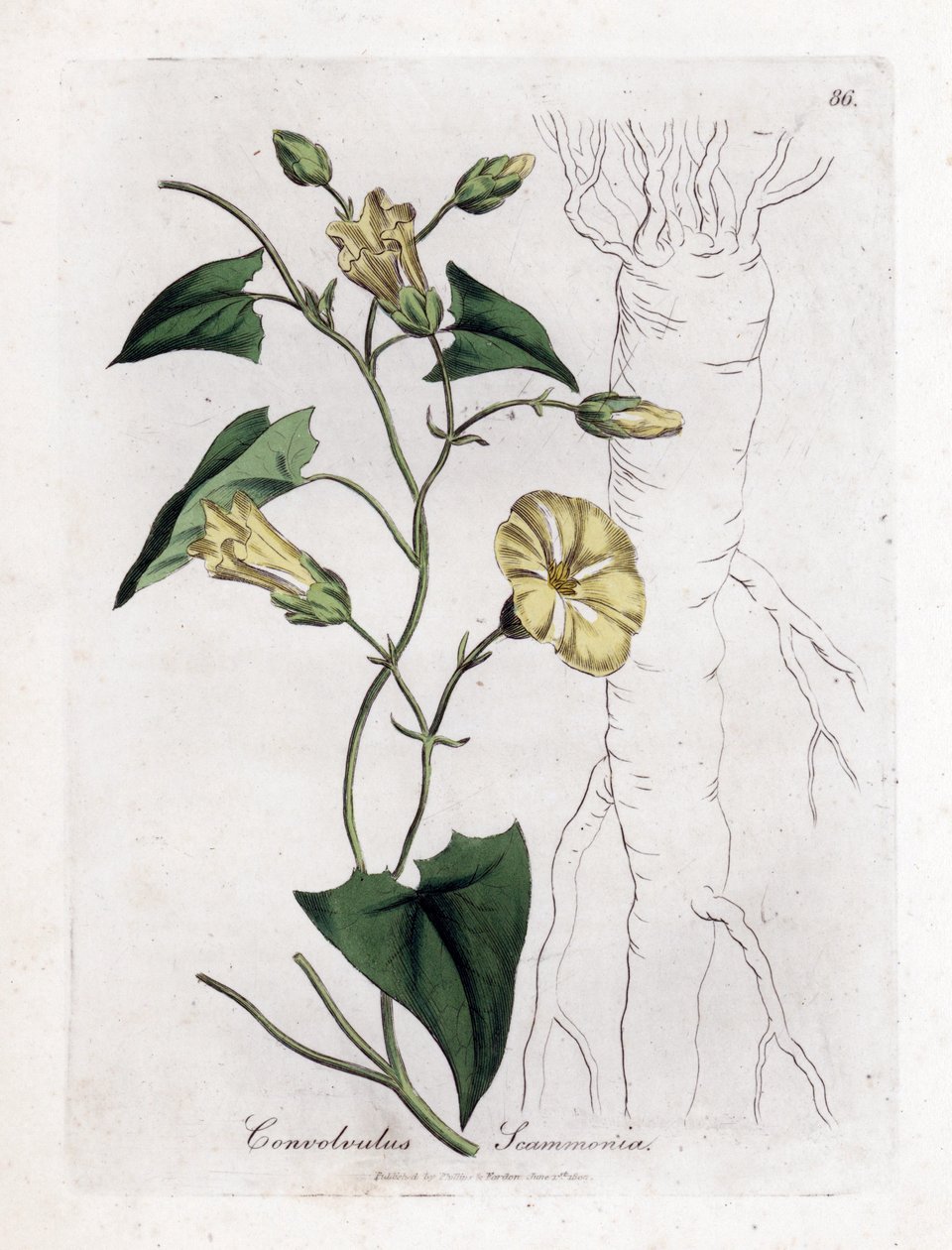 Scamonee - Scammony bindweed, Convolvulus scammonia. Käsinvärinen kuparilevykaiverrus James Sowerbyn kasvitieteellisestä kuvituksesta William Woodvillesta ja Sir William Jackson Hookerin "" Medical Botany" -teoksesta, John Bohn, Lontoo tekijältä James Sowerby