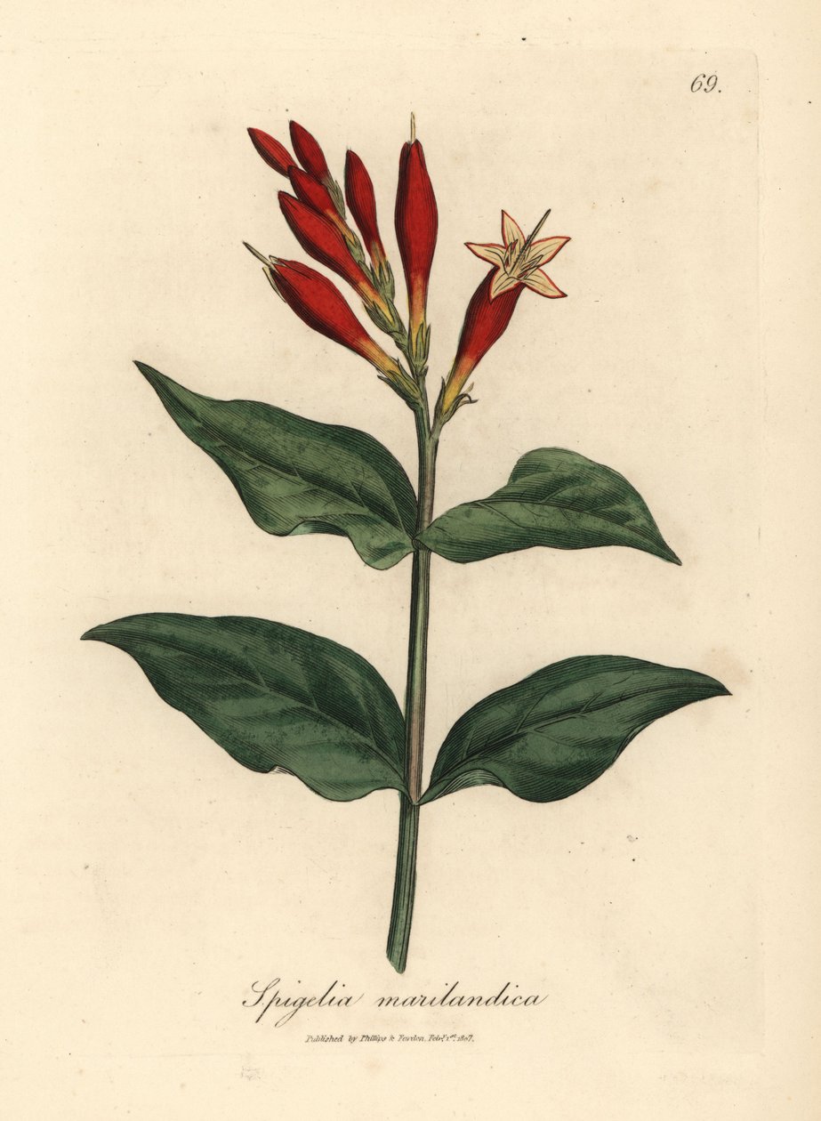 Scarlet-kukkainen intialainen pinkki, Spigelia marilandica tekijältä James Sowerby