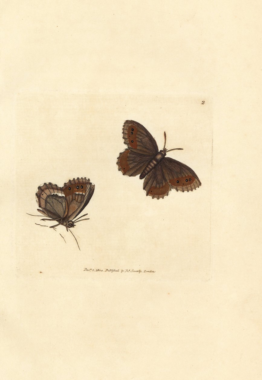 Skotlantilainen Argus-perhonen, Erebia aethiops (Papilio blandina). James Sowerbyn käsinvärinen kuparikaiverrus The British Miscellanysta tai värilliset hahmot uusista, harvinaisista tai vähän tunnetuista eläimistä. tekijältä James Sowerby