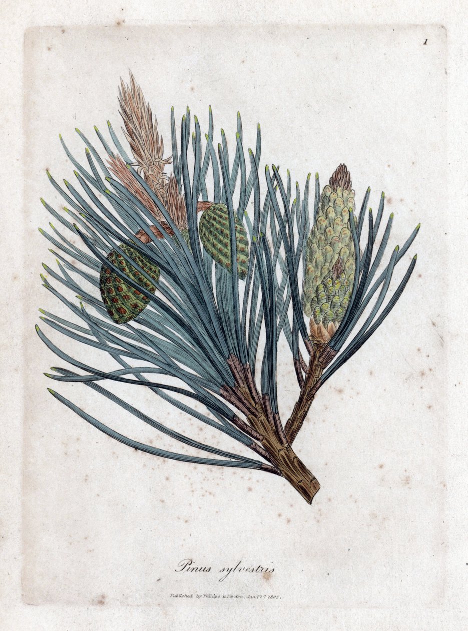 mänty - kuusi tai mänty, Pinus sylvestris. Käsinvärinen kuparilevykaiverrus James Sowerbyn kasvitieteellisestä kuvituksesta William Woodvillesta ja Sir William Jackson Hookerin "" Medical Botany" -teoksesta, John Bohn, Lontoo tekijältä James Sowerby