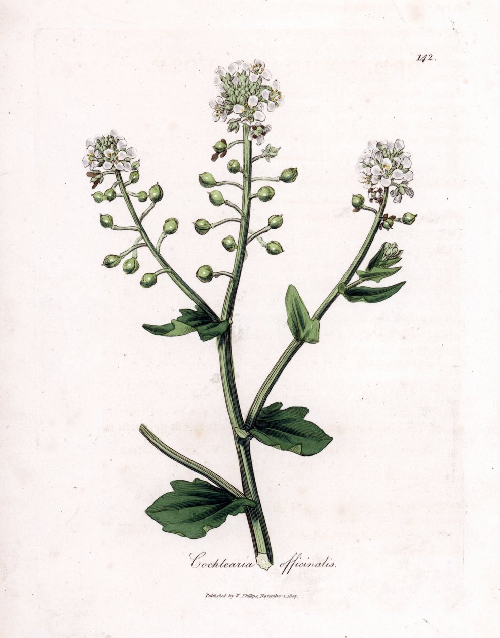 Scurvygrass, Cochlearia officinalis. Käsinvärinen kuparilevykaiverrus James Sowerbyn kasvitieteellisestä kuvituksesta William Woodvillesta ja Sir William Jackson Hookerin "" Medical Botany" -teoksesta, John Bohn, Lontoo tekijältä James Sowerby