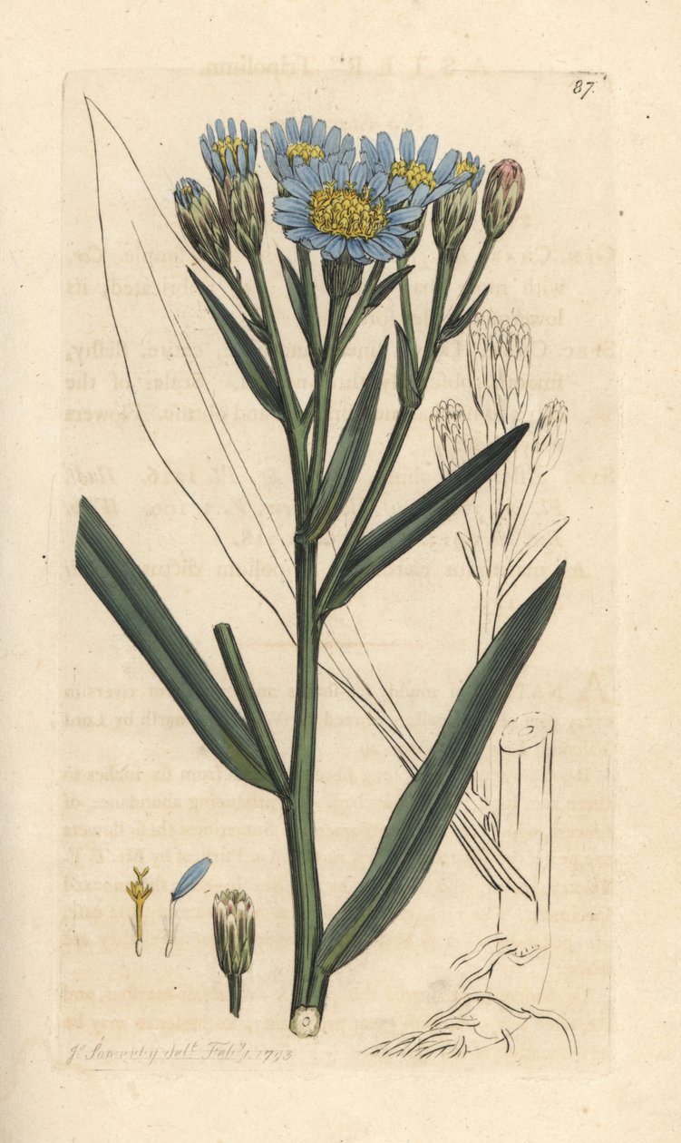 Meriasteri, Tripolium pannonicum subsp. tripolium (Sea starwort, Aster tripolium) (Aster maritime) Käsinvärinen kuparikaiverrus James Sowerbyn kuvituksen jälkeen James Smithin Englannin kasvitieteellisestä lehdestä Lontoossa tekijältä James Sowerby
