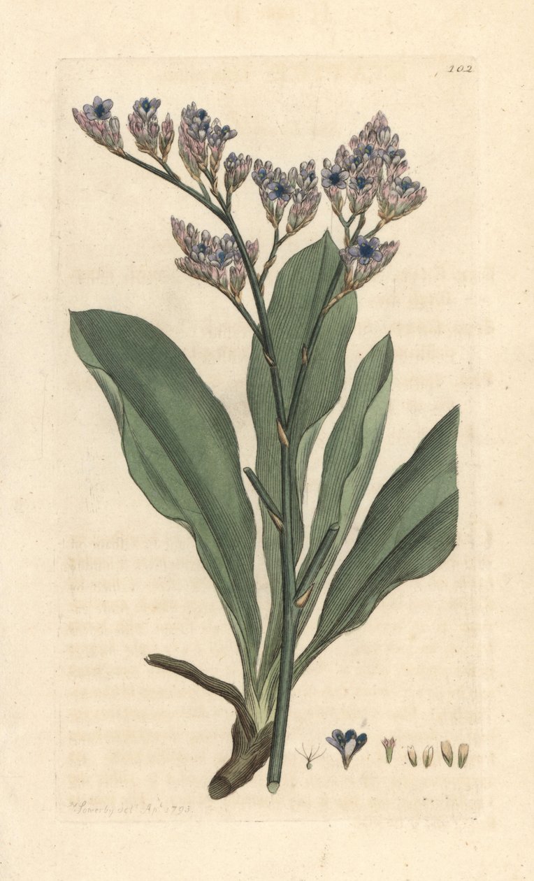 Merilaventeli, Limonium vulgare (Statice limonium) (merilaventeli) Käsinvärinen kuparilevykaiverrus James Sowerbyn kuvituksen mukaan James Smithin Englannin kasvitieteellisestä lehdestä Lontoossa tekijältä James Sowerby