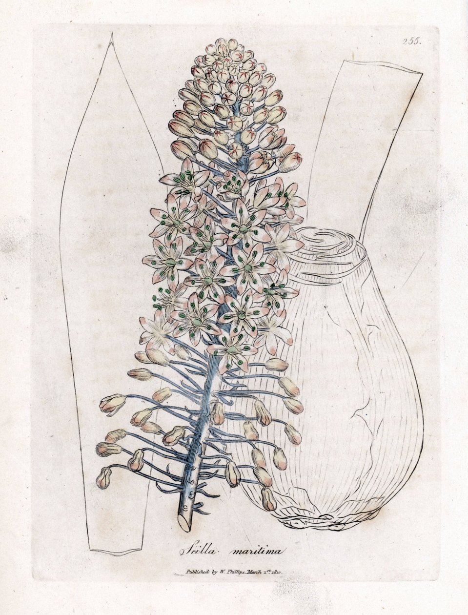 Merisipuli tai squill, Drimia maritima. Käsinvärinen kuparilevykaiverrus James Sowerbyn kasvitieteellisestä kuvituksesta William Woodvillesta ja Sir William Jackson Hookerin "" Medical Botany" -teoksesta, John Bohn, Lontoo tekijältä James Sowerby