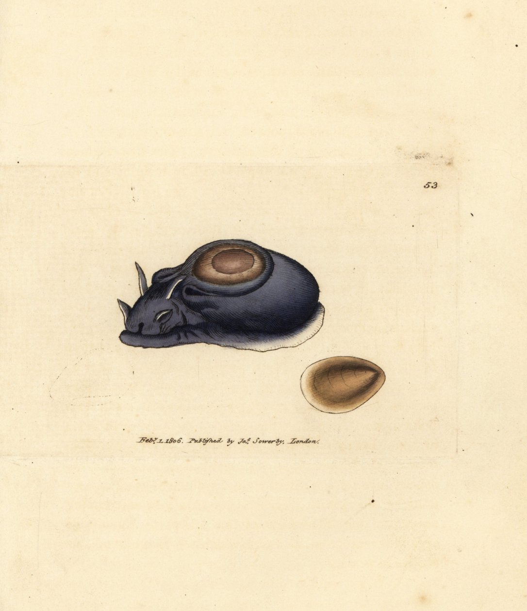 Merietana tai merijänis, Aplysia punctata (Aplysia hybrida). James Sowerbyn käsinvärinen kuparikaiverrus The British Miscellanysta tai värillisiä hahmoja uusista, harvinaisista tai vähän tunnetuista eläimistä. tekijältä James Sowerby