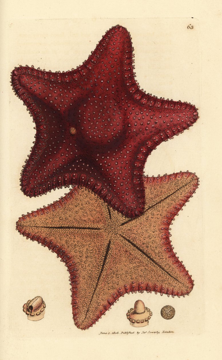 Meritähti tai meritähti, Hippasteria phrygiana (Asterias equestris?). James Sowerbyn käsinvärinen kuparikaiverrus The British Miscellanysta tai värillisiä hahmoja uusista, harvinaisista tai vähän tunnetuista eläimistä. tekijältä James Sowerby