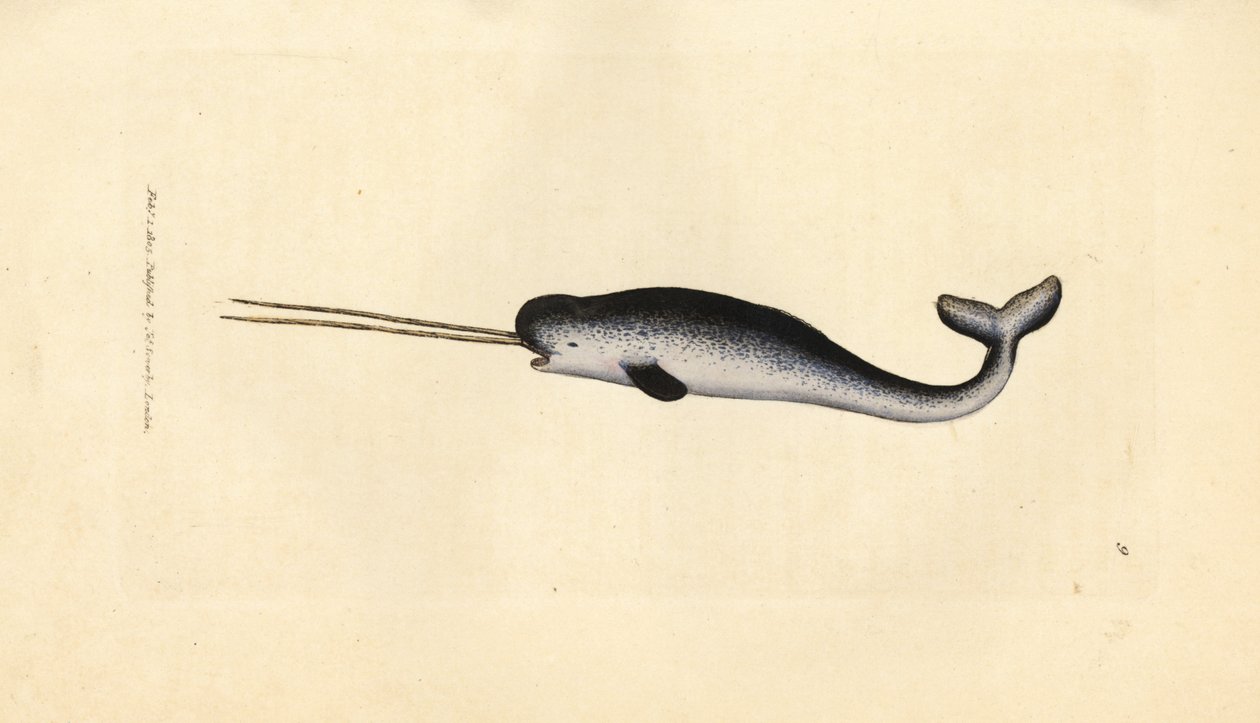 Meriyksisarvinen tai narvala, Monodon monoceros. Harvinainen kaksoishampaita. James Sowerbyn käsinvärinen kuparikaiverrus The British Miscellanysta tai värillisiä hahmoja uusista, harvinaisista tai vähän tunnetuista eläimistä. tekijältä James Sowerby