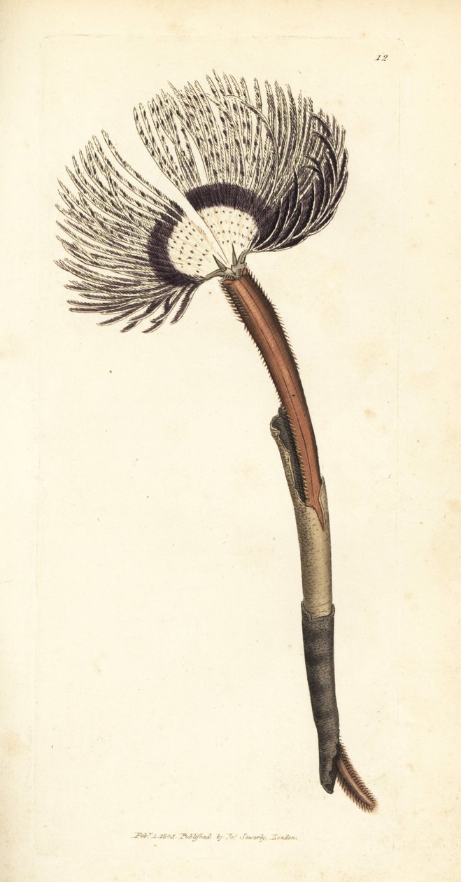 Merimato, Amphitrite ventilabrum. James Sowerbyn käsinvärinen kuparikaiverrus The British Miscellanysta tai värillisiä hahmoja uusista, harvinaisista tai vähän tunnetuista eläimistä. tekijältä James Sowerby