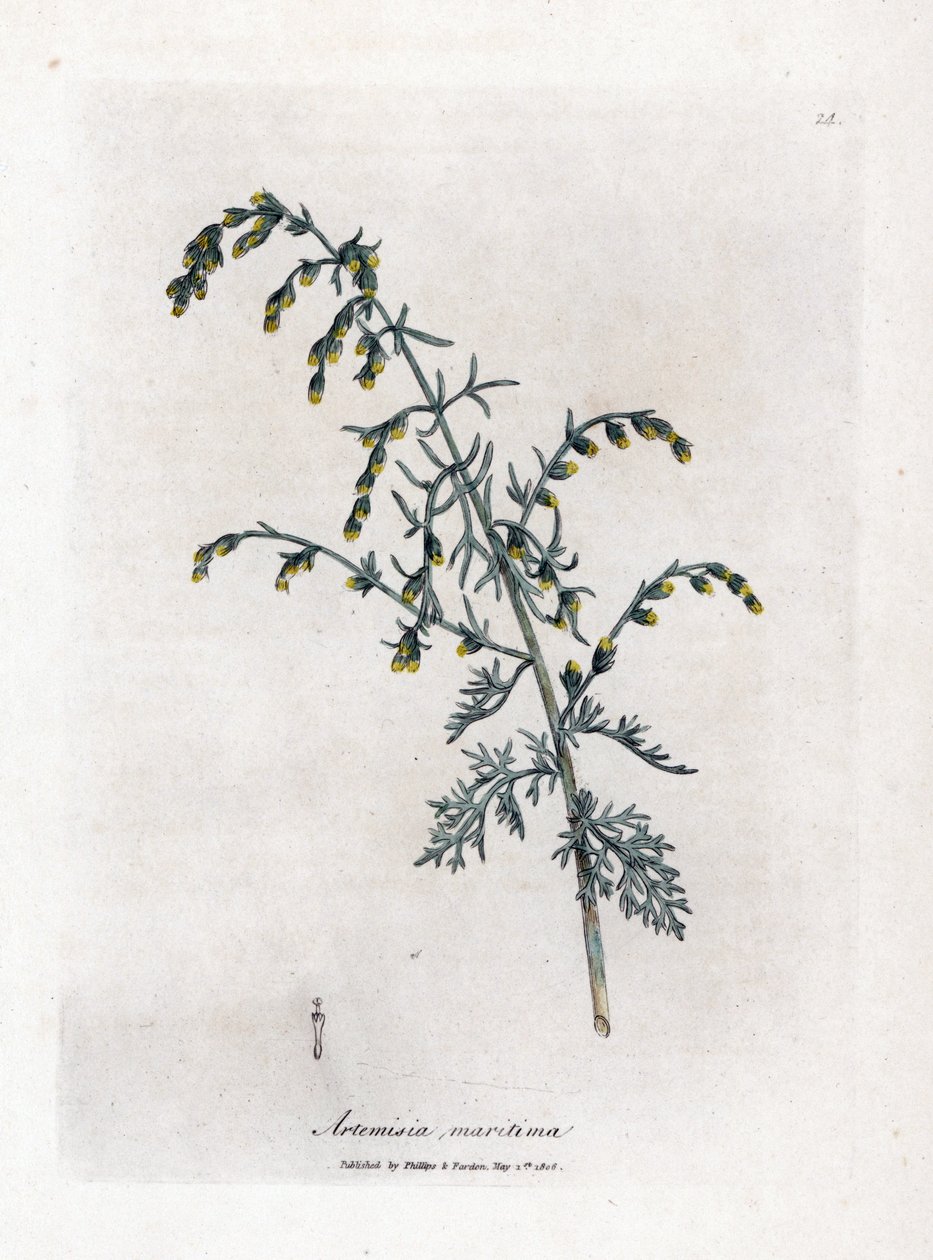 Merikoiruoho, Artemisia maritima. Käsinvärinen kuparilevykaiverrus James Sowerbyn kasvitieteellisestä kuvituksesta William Woodvillesta ja Sir William Jackson Hookerin "" Medical Botany" -teoksesta, John Bohn, Lontoo tekijältä James Sowerby