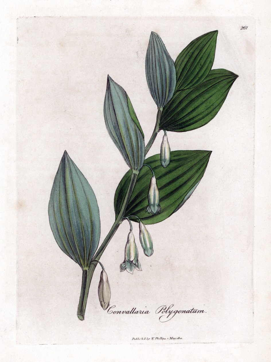 Solomon Multifloran sinetti - Salomonin sinetti, Polygonatum multiflorum. Käsinvärinen kuparilevykaiverrus James Sowerbyn kasvitieteellisestä kuvituksesta William Woodvillesta ja Sir William Jackson Hookerin "" Medical Botany" -teoksesta, John Bohn, Lontoo tekijältä James Sowerby