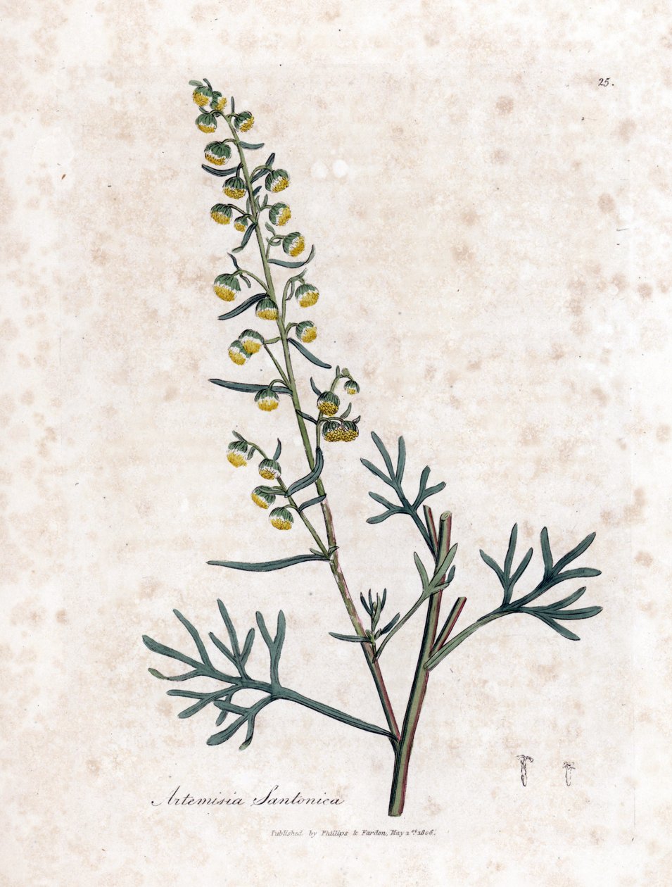 Juudeen siemenneste tai siemenneste - Santonica, Artemisia cina. Käsinvärinen kuparikaiverrus James Sowerbyn kasvitieteellisestä kuvituksesta William Woodvillesta ja Sir William Jackson Hookerin "" Medical Botany" -teoksesta, John Bohn, Lontoo tekijältä James Sowerby