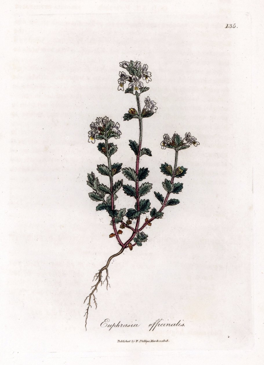 Lyhytnäköinen ruoho - Euphrasia officinalis. Käsinvärinen kuparilevykaiverrus James Sowerbyn kasvitieteellisestä kuvituksesta William Woodvillesta ja Sir William Jackson Hookerin "" Medical Botany" -teoksesta, John Bohn, Lontoo tekijältä James Sowerby