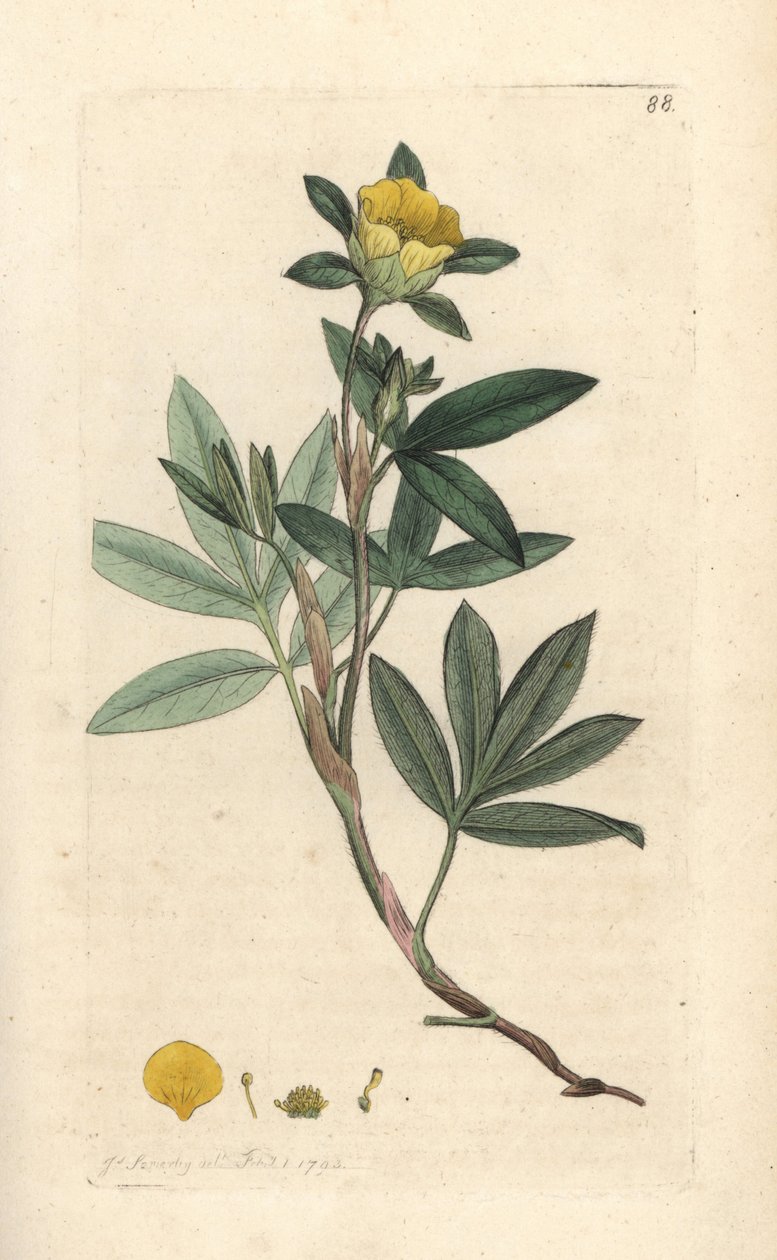 Pensainen cinquefoil, Dasiphora fruticosa tai Potentilla fruticosa (Cinquefoil frutescente ou la cinquefoil shbustive) Käsinvärinen kuparikaiverrus James Sowerbyn kuvituksen mukaan James Smithin Englannin kasvitieteellisestä lehdestä Lontoossa tekijältä James Sowerby