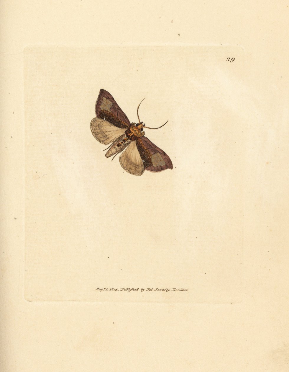 Hoikka kiillotettu brassels, Thysanoplusia orichalcea (Yorkshiren kiillotettu brasselkoi; Phalaena Noctua aerifera). James Sowerbyn käsinvärinen kuparikaiverrus The British Miscellanysta tai värilliset hahmot uusista, harvinaisista tai vähän tunnetuista el tekijältä James Sowerby