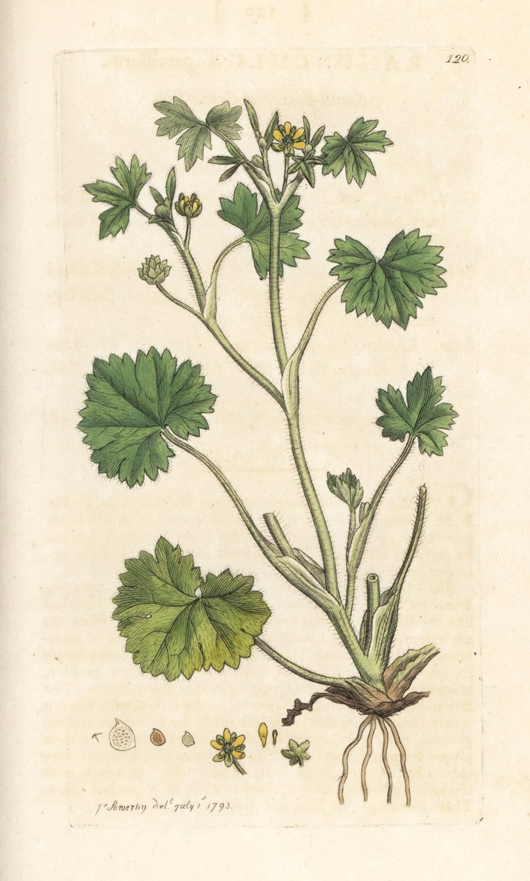 Pienikukkainen leinikki, Ranunculus parviflorus (buttercup) Käsinvärinen kuparilevykaiverrus James Sowerbyn kuvituksen mukaan James Smithin Englannin kasvitieteestä Lontoossa tekijältä James Sowerby