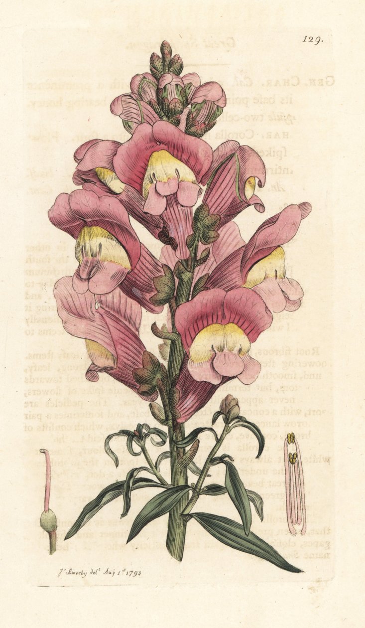 Snapdragon, Antirrhinum majus Käsinvärinen kuparikaiverrus James Sowerbyn kuvituksen jälkeen James Smithin Englannin kasvitieteellisestä lehdestä Lontoossa tekijältä James Sowerby
