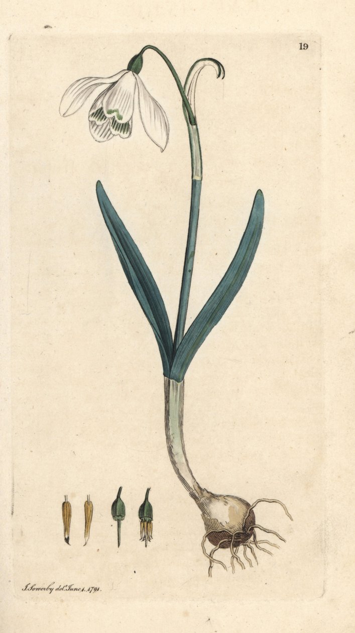 Lumikello, Galanthus nivalis. Käsinvärinen kuparikaiverrus James Sowerbyn kuvituksen jälkeen James Smithin Englannin kasvitieteellisestä lehdestä Lontoossa tekijältä James Sowerby