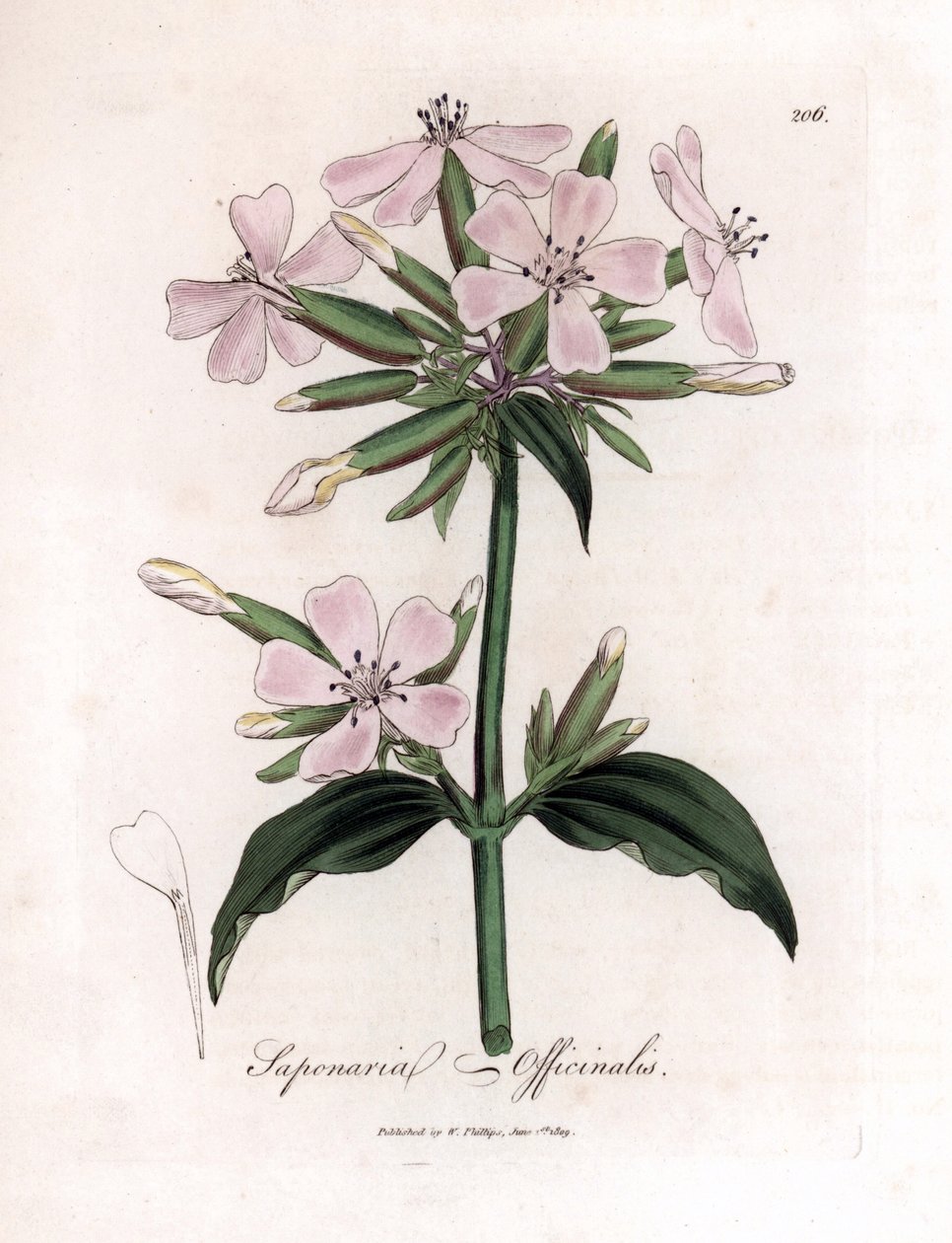 Saippuajuuri, Saponaria officinalis. Käsinvärinen kuparilevykaiverrus James Sowerbyn kasvitieteellisestä kuvituksesta William Woodvillesta ja Sir William Jackson Hookerin "" Medical Botany" -teoksesta, John Bohn, Lontoo tekijältä James Sowerby