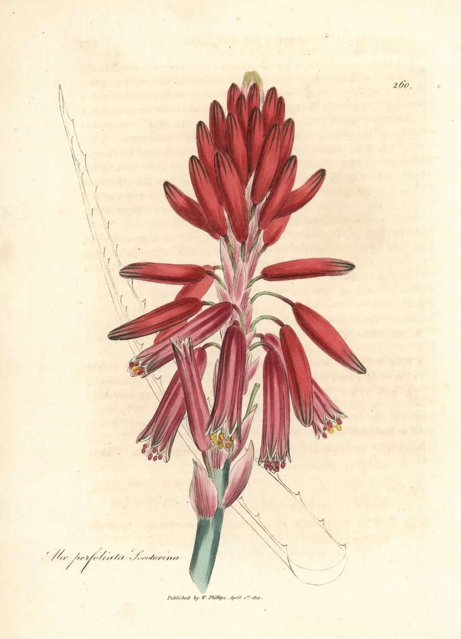 Socotorine aloe, Aloe perfoliata socotorine tekijältä James Sowerby