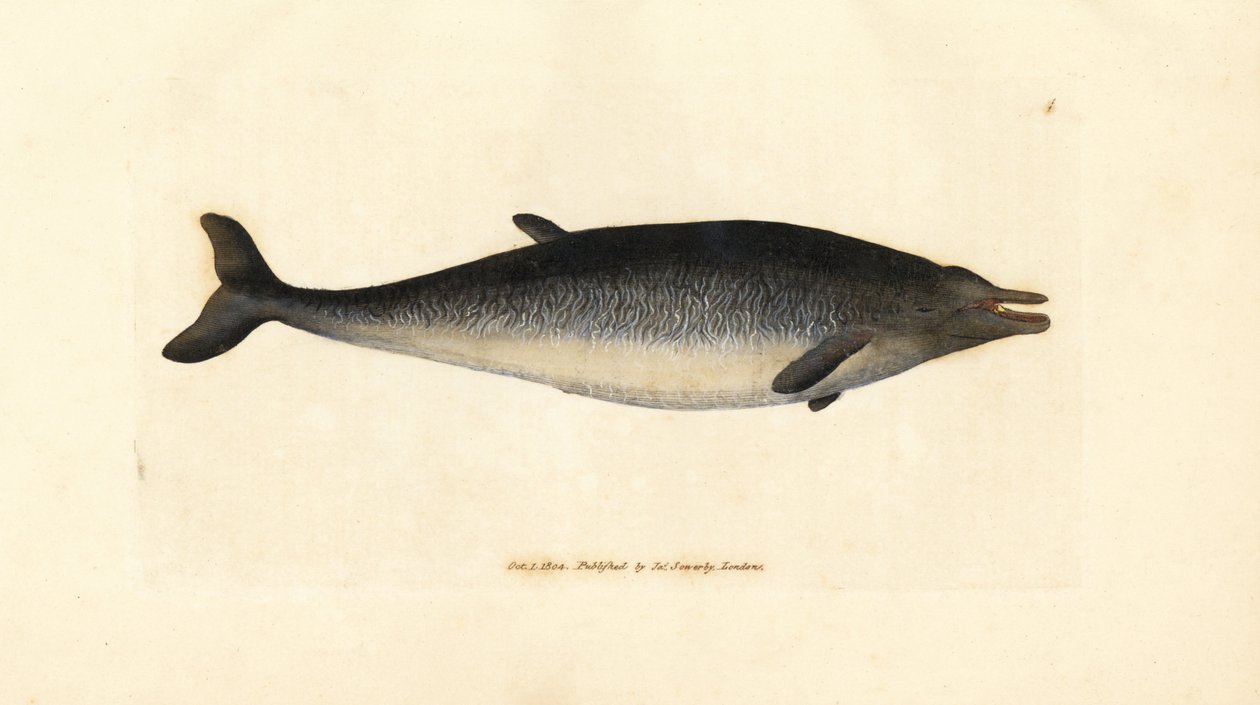 Sowerbyn nokkavalas, Mesoplodon bidens (Physeter bidens, kaksihampainen kaskelotti). James Sowerbyn käsinvärinen kuparikaiverrus The British Miscellanysta tai värillisiä hahmoja uusista, harvinaisista tai vähän tunnetuista eläimistä. tekijältä James Sowerby