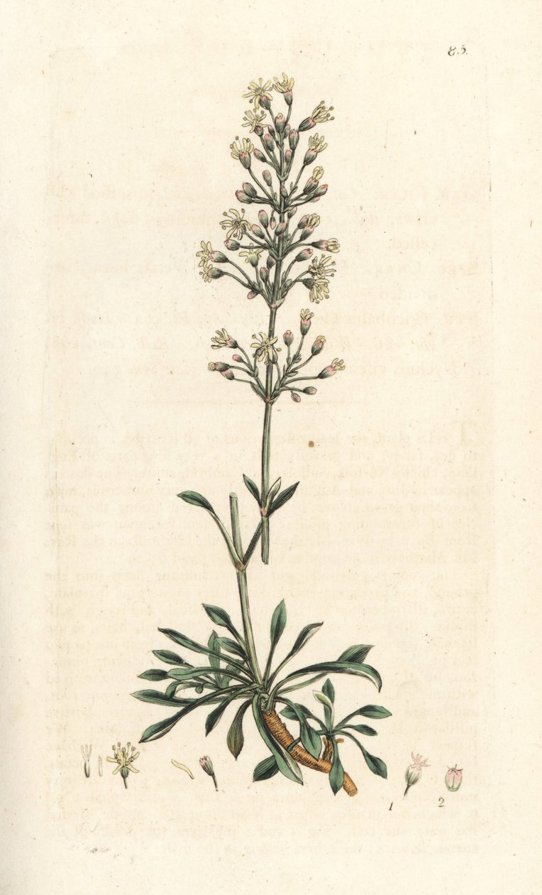 espanjalainen saalisperho, Silene otites (espanjalainen campion, Cucubalus otites) (silene a pienet lehdet) Käsinvärinen kuparikaiverrus James Sowerbyn kuvituksen jälkeen James Smithin Englannin kasvitieteestä, Lontoo tekijältä James Sowerby