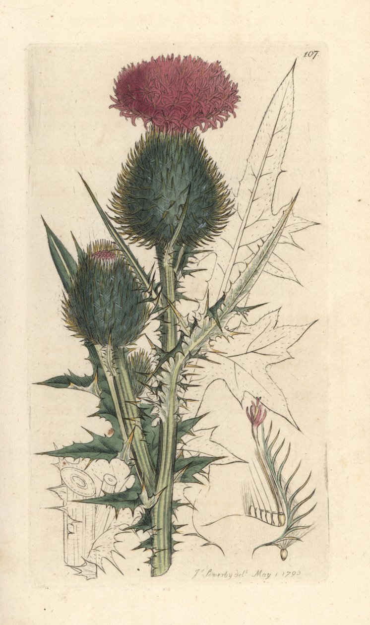 Keihäsohdake, Cirsium vulgare (Carduus lanceolatus) (Common Cirse) Käsinvärinen kuparikaiverrus James Sowerbyn kuvituksen mukaan James Smithin Englannin kasvitieteestä Lontoossa tekijältä James Sowerby