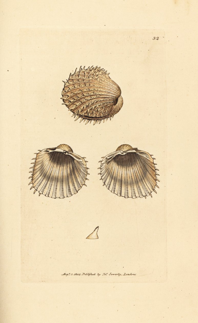 Piikkasimpukka, Acanthocardia aculeata (Cardium spinosum). James Sowerbyn käsinvärinen kuparikaiverrus The British Miscellanysta tai värillisiä hahmoja uusista, harvinaisista tai vähän tunnetuista eläimistä. tekijältä James Sowerby