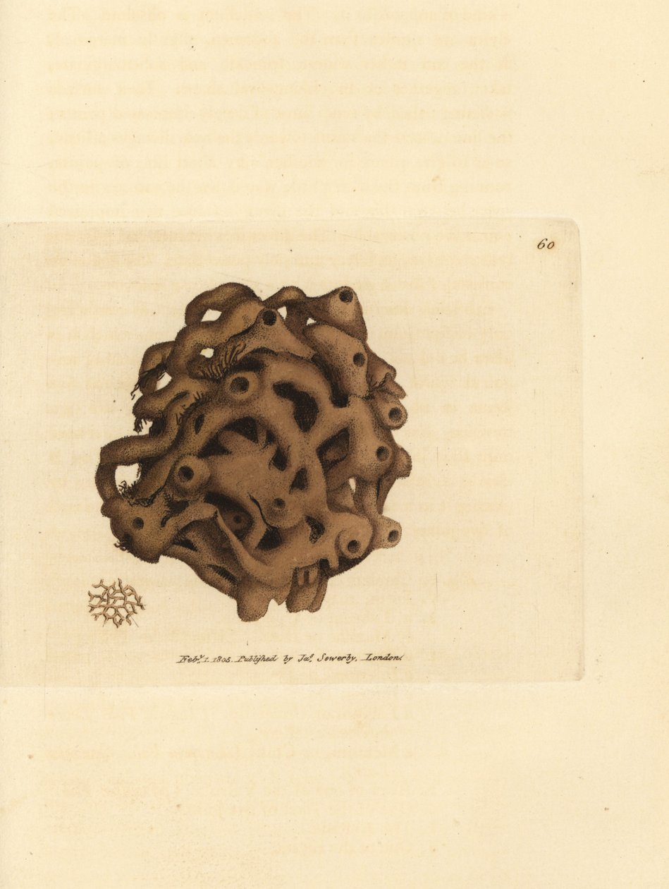Sieni, Haliclona cinerea (Peruutettu sieni, Spongia cancellata). James Sowerbyn käsinvärinen kuparikaiverrus The British Miscellanysta tai värillisiä hahmoja uusista, harvinaisista tai vähän tunnetuista eläimistä. tekijältä James Sowerby