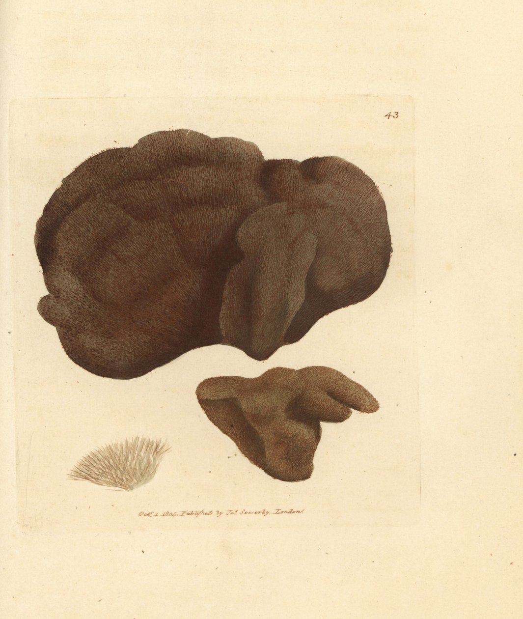 Sieni, Spongionella pulchella (Spongia pulchella). James Sowerbyn käsinvärinen kuparikaiverrus The British Miscellanysta tai värilliset hahmot uusista, harvinaisista tai vähän tunnetuista eläimistä. tekijältä James Sowerby