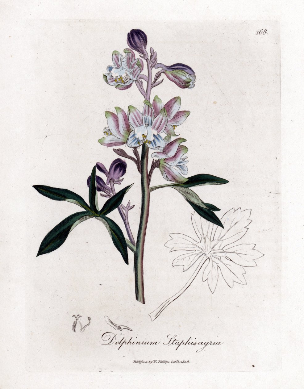 Staphisegar tai ruoho täillä tai ruoho kihti- tai villirypäleillä - Palmated larkspur tai stavesacre, Delphinium staphisagria. Käsinvärinen kuparilevykaiverrus William Woodvillen ja Sir William Jackson H:n James Sowerbyn kasvitieteellisestä kuvituksesta tekijältä James Sowerby