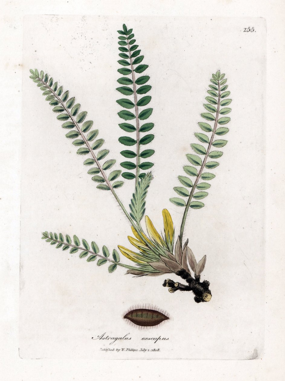 Stemless Astragalus - Varreton maitovirka, Astragalus excapus. Käsinvärinen kuparilevykaiverrus James Sowerbyn kasvitieteellisestä kuvituksesta William Woodvillesta ja Sir William Jackson Hookerin "" Medical Botany" -teoksesta, John Bohn, Lontoo tekijältä James Sowerby