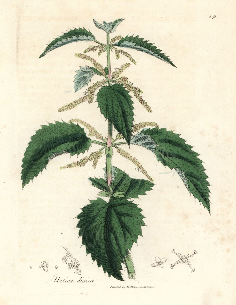Nokkonen, Urtica dioica tekijältä James Sowerby