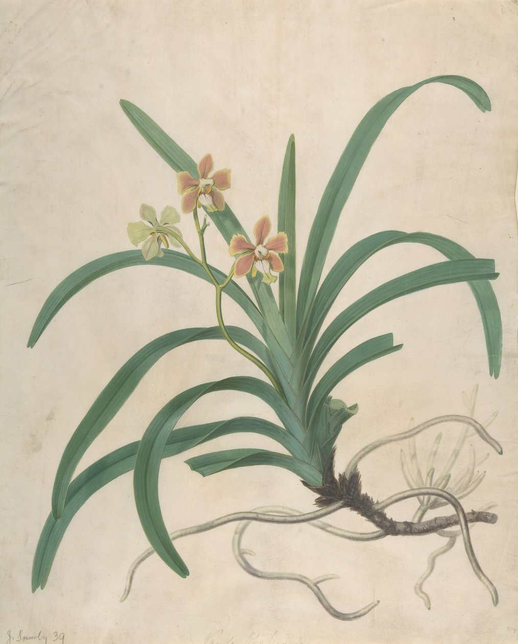 Tutkimus orkideasta, Vanda Roxburgia, ennen vuotta 1822. tekijältä James Sowerby