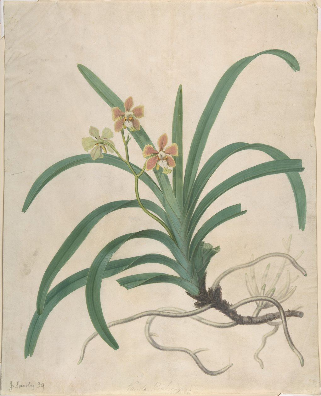 Orkideatutkielma, "Vanda Roxburgia" tekijältä James Sowerby