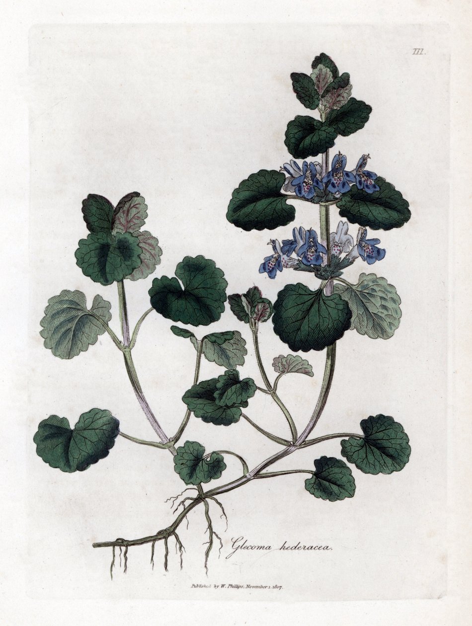 Terrestrial Ivy - Maamuratti, Glecoma hederacea. Käsinvärinen kuparilevykaiverrus James Sowerbyn kasvitieteellisestä kuvituksesta William Woodvillesta ja Sir William Jackson Hookerin "" Medical Botany" -teoksesta, John Bohn, Lontoo tekijältä James Sowerby