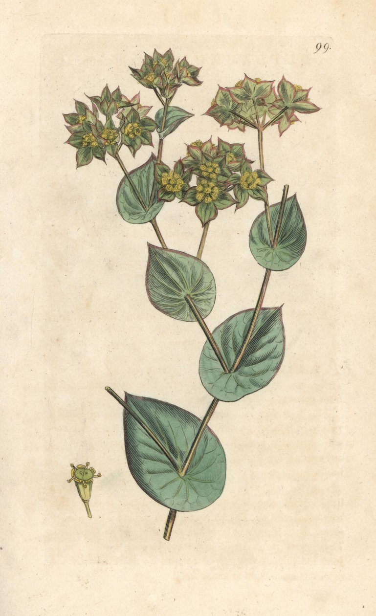 Heittovaha, Bupleurum rotundifolium. Käsinvärinen kuparikaiverrus James Sowerbyn kuvituksen jälkeen James Smithin Englannin kasvitieteellisestä lehdestä Lontoossa tekijältä James Sowerby