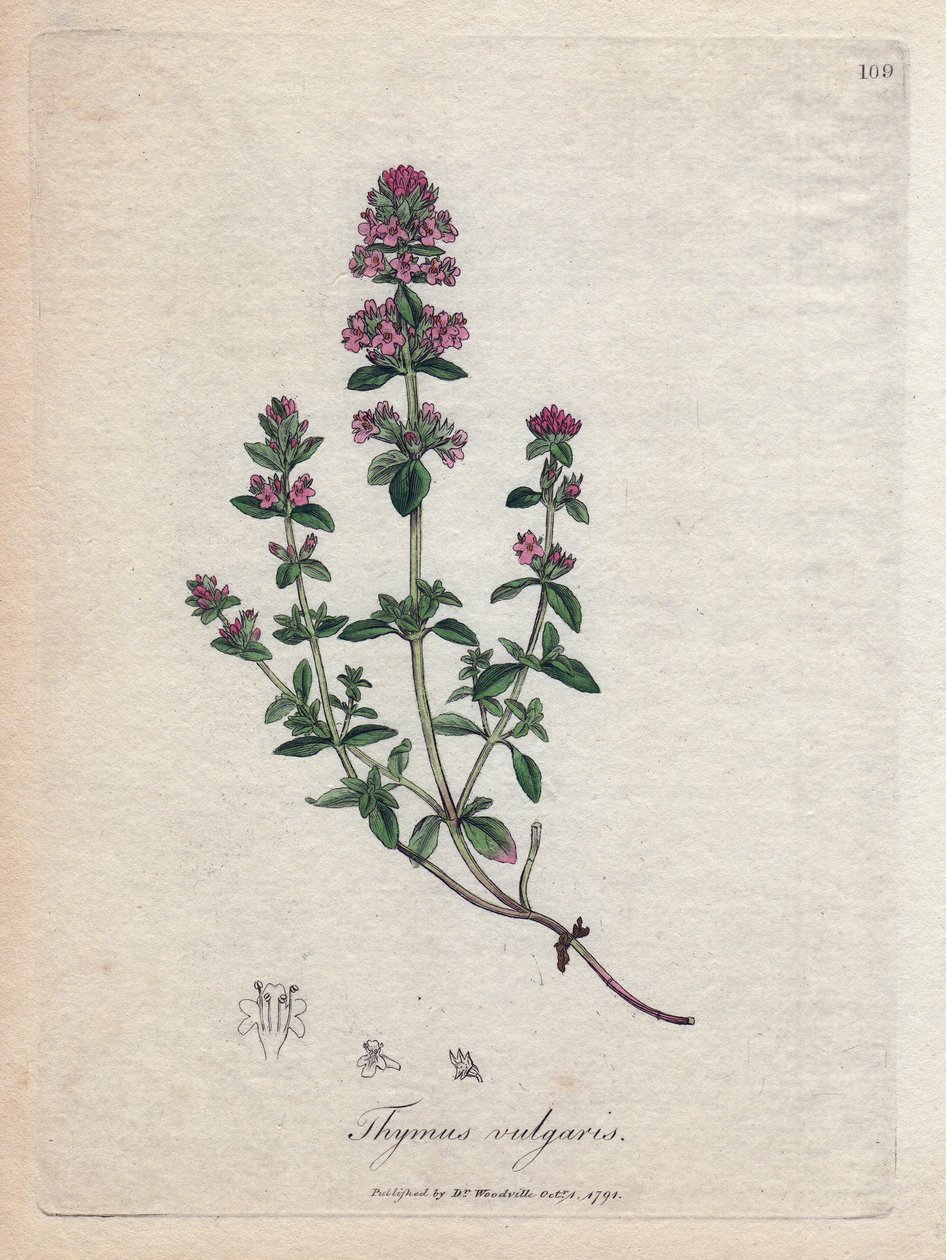 Timjami (Thymus vulgaris). Käsinvärjätty kuparikaiverrus James Sowerbyn kuvituksesta. Ote William Woodvillen ja Sir William Jackson Hookerin kirjasta "" Botanique medicale"" 1832. Väsymätön Sowerby (1757-1822) keräsi yli 2500 pl. tekijältä James Sowerby