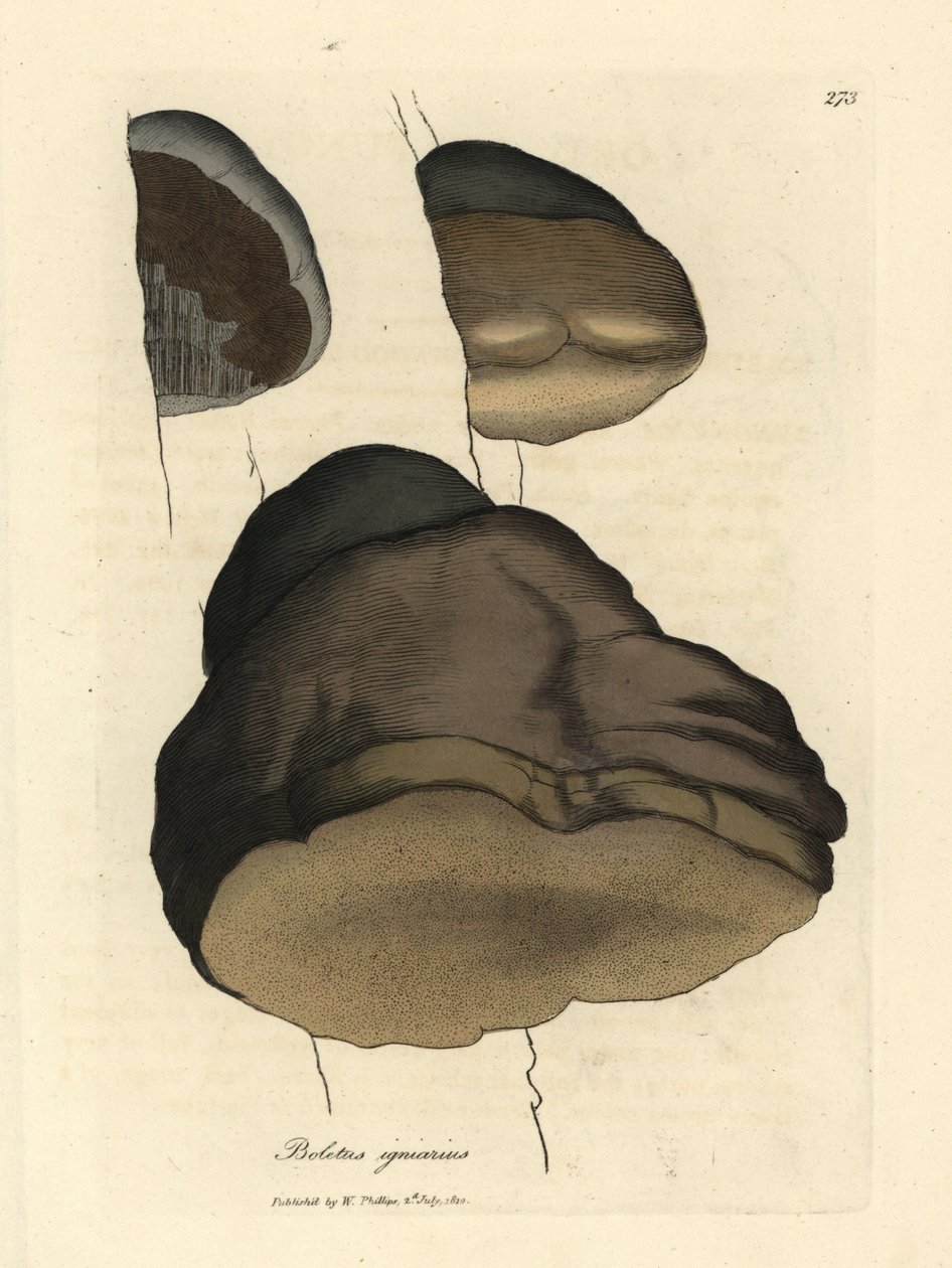 Puutati tai helttasieni, Boletus igniarius tekijältä James Sowerby